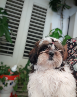Shih Tzu