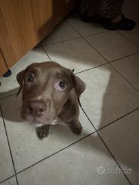 Pitbull rednose