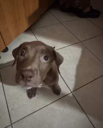 Pitbull rednose