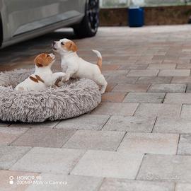 Cuccioli Jack Russel
