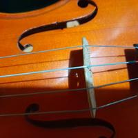 violino 