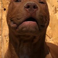 American pitbull terrier UKC