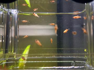 Pesci Platy