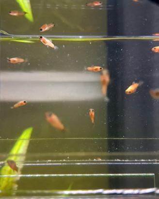 Pesci Platy