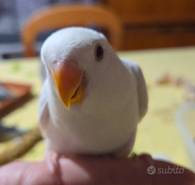 Inseparabile allevato a mano albino