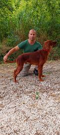 Maschio setter