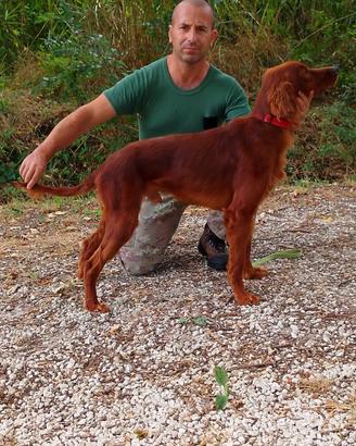 Maschio setter