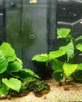 Pesci guppy