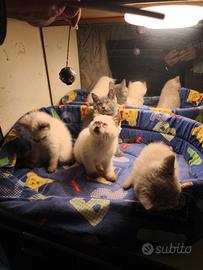 Gattini British shorthair e scottish fold