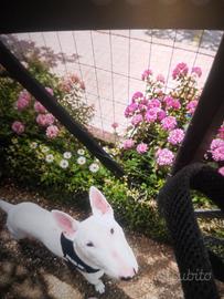 C bull terrier