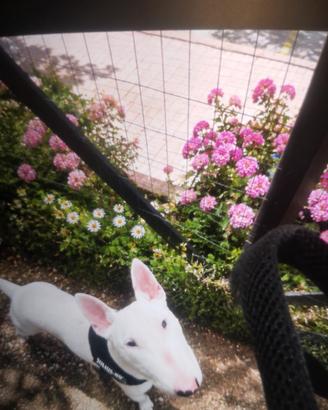 C bull terrier