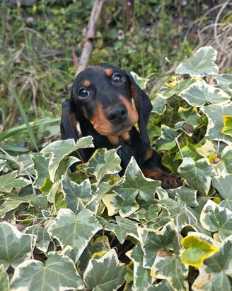 Cuccioli bassotto PEDIGREE ALLEVAMENTO ENCI fci