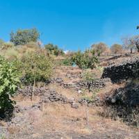 Frutteto e vigneto Terreno panoramicissimo