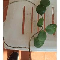 talee di obovata  al prezzo di 8 € 