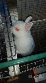Coniglio nano