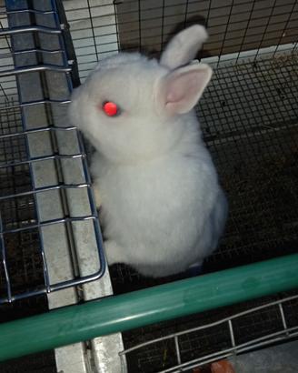 Coniglio nano