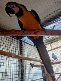 Pappagallo ara gialloblù maschio