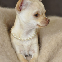 Cuccioli di chihuahua