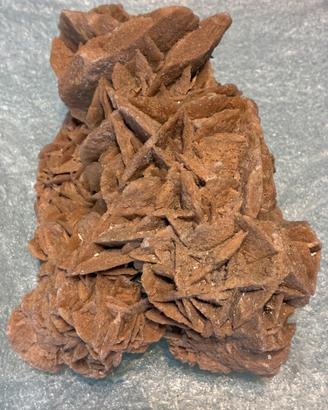 Rosa del deserto