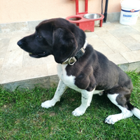 Cane da compagnia meticcio