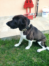 Cane da compagnia meticcio