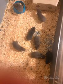 piccoli criceti 