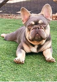 Bouledogue bulldog francese per monta