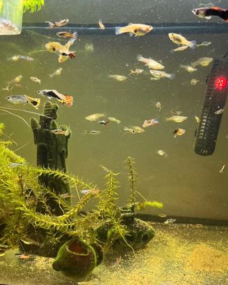 Guppy 0,50 euro