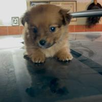 Cuccioli di maltipoo toy