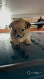 Cuccioli di maltipoo toy