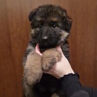 Femmine pastore tedesco a pelo lungo