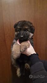 Femmine pastore tedesco a pelo lungo