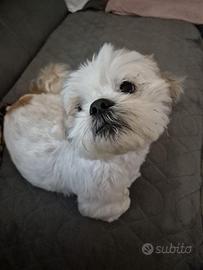 PINOLO, SHIH TZU nanerottolo super simpatico