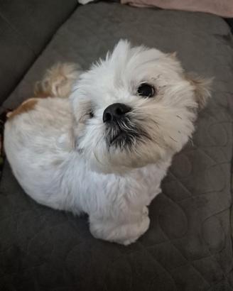 PINOLO, SHIH TZU nanerottolo super simpatico