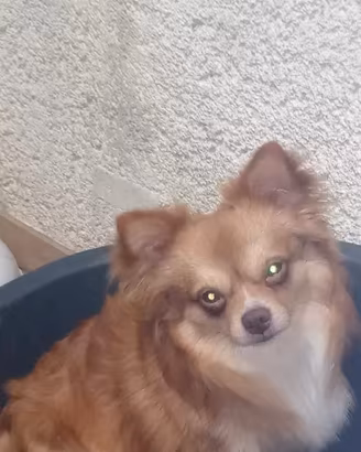 Cuccioli pronta consegna