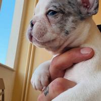 Cucciole di bulldog francese