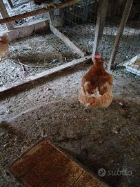 Galline nostrane super pesanti