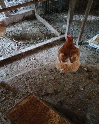 Galline nostrane super pesanti