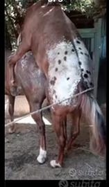 Appaloosa puledri pony