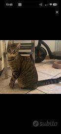 Gatto Tigrato