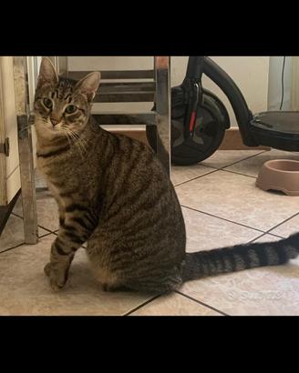 Gatto Tigrato