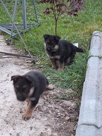 Cuccioli pastore tedesco
