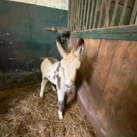 ? Asinella con cucciolo - in piena salute