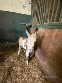 ? Asinella con cucciolo - in piena salute