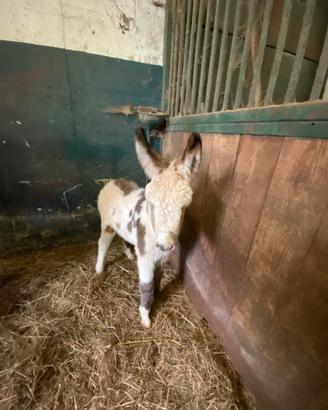 ? Asinella con cucciolo - in piena salute