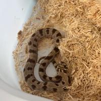 Heterodon Nasicus femmina subadulta