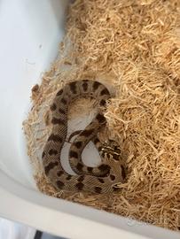 Heterodon Nasicus femmina subadulta