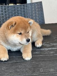 Cuccioli di shiba inu