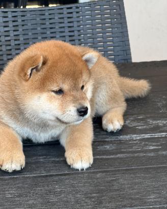 Cuccioli di shiba inu