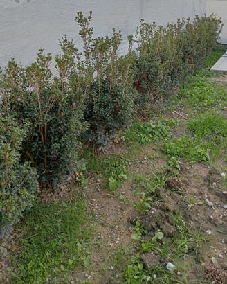 SIEPE DI OSMANTHUS